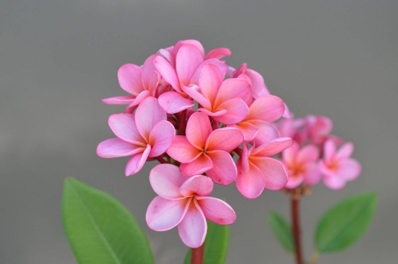 Dwarf Pink Fairy- 5 Seeds