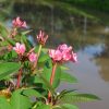 Dwarf Pink Fairy- Miniature Sized Plumeria! - Image 2