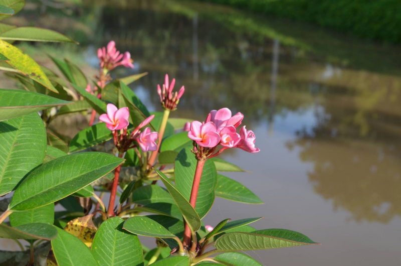 Dwarf Pink Fairy- NEW for 2019 - Image 2