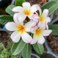 Dwarf Stone Leaves- New for 2023