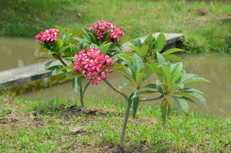 Dwarf Tropical Paradise - Image 3