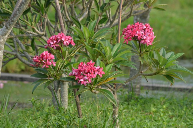 Dwarf Tropical Paradise - Image 4