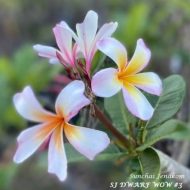 Dwarf Wow- New for 2023