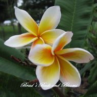 Ellen #15- BIG Blooms