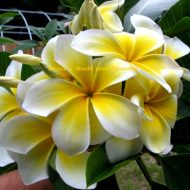 Giant Singapore Star-HUGE 24", 8 Tip Cutting