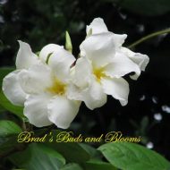 Chonemorpha fragrans (Plumeria or Frangipani vine)