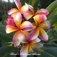 Gallagher's Giant Rainbow- 5 seeds- Limited!