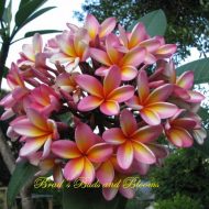 Gold Coast Peach- BEST OZZIE FRAGRANCE!