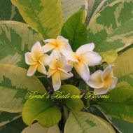 Gold Marble- RARE & Limited! Rooted Plants! Last One!