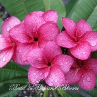 Grapette---5 seeds RARE!