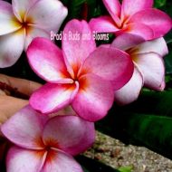 Grove Farm- GREAT FRAGRANCE!