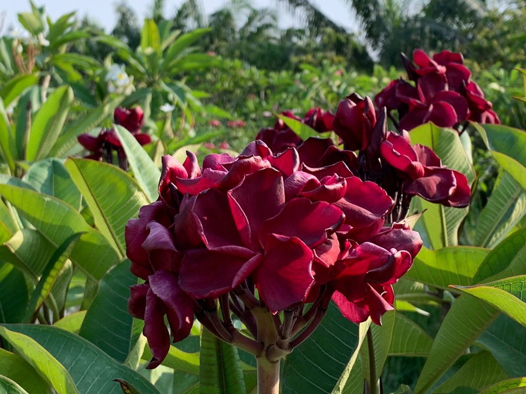 Habanera Brad's Buds and Blooms