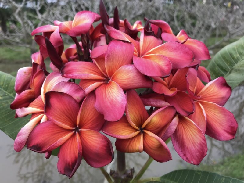 Hawaiian Classic  (JL) - Image 2