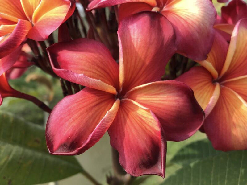 Hawaiian Classic  (JL) - Image 3