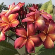 Hawaiian Classic  (JL)