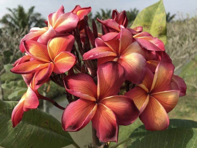 Hawaiian Classic  (JL)