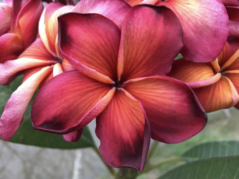Hawaiian Classic  (JL) - Image 4