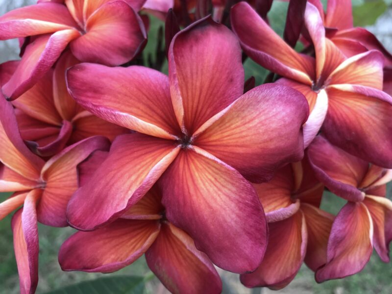 Hawaiian Classic  (JL) - Image 5