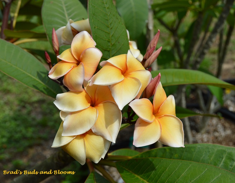 Heirloom LIMITED! Brad's Buds and Blooms