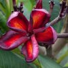 Jamaican Fire-- VERY LIMITED!