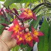 Jamaican Fire-- VERY LIMITED! - Image 2