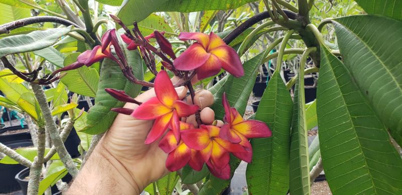 Jamaican Fire-- VERY LIMITED! - Image 2