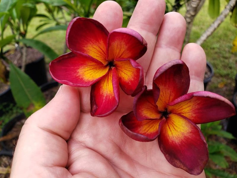 Jamaican Fire-- VERY LIMITED! - Image 2