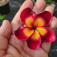 Jamaican Fire-- VERY LIMITED!