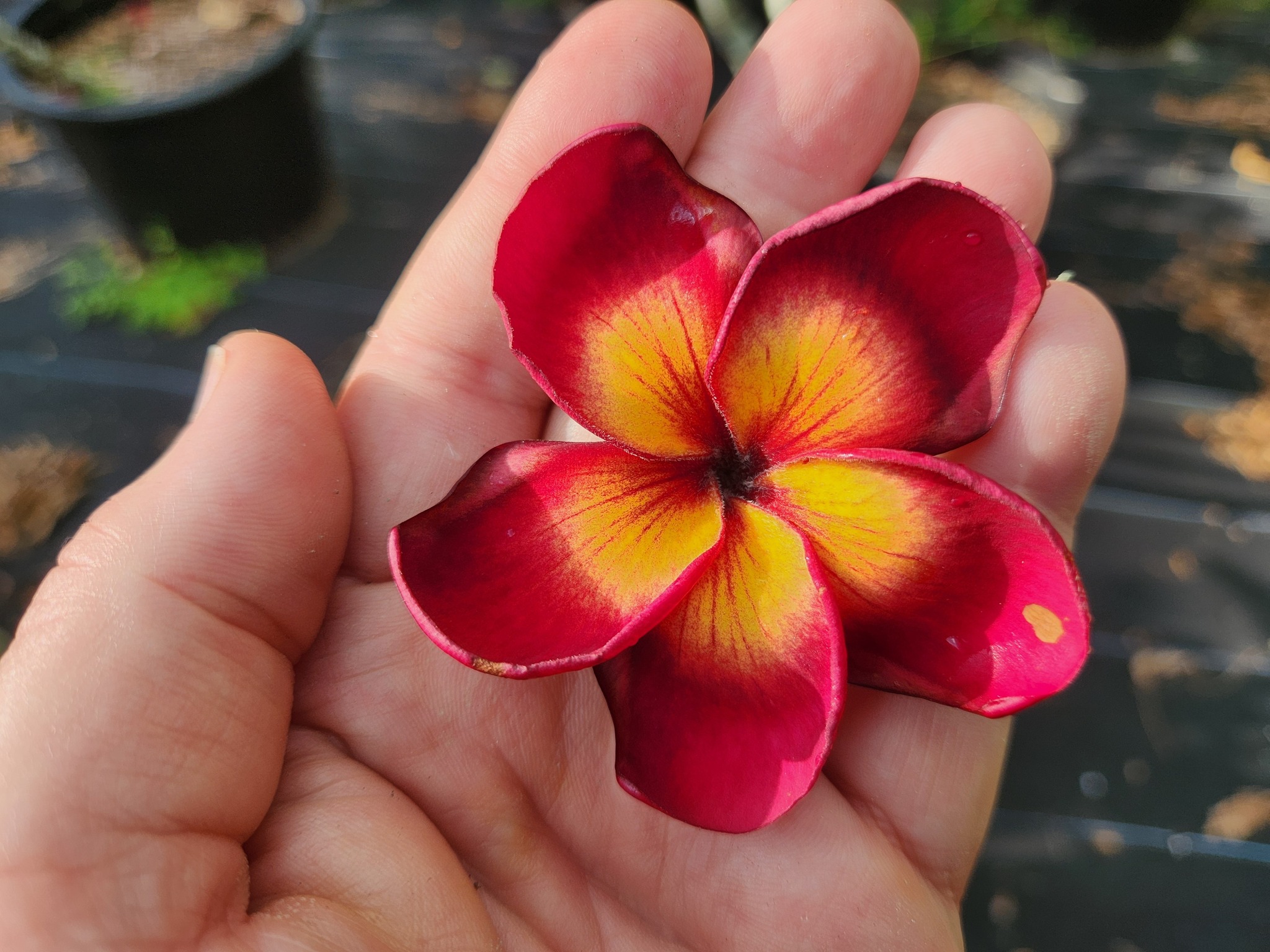 Jamaican Fire– VERY LIMITED! – Brad's Buds and Blooms