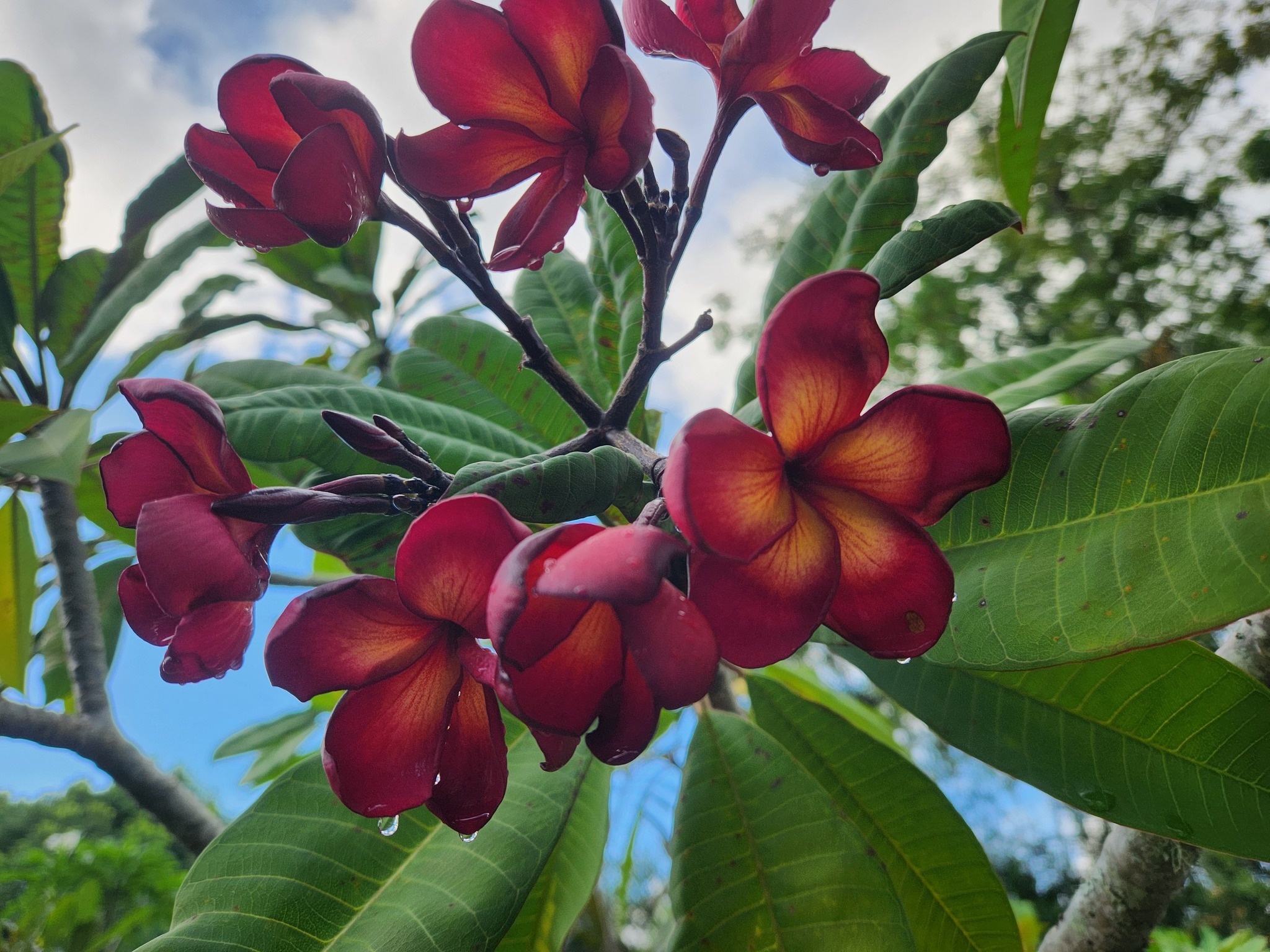 Jamaican Fire– VERY LIMITED! – Brad's Buds and Blooms