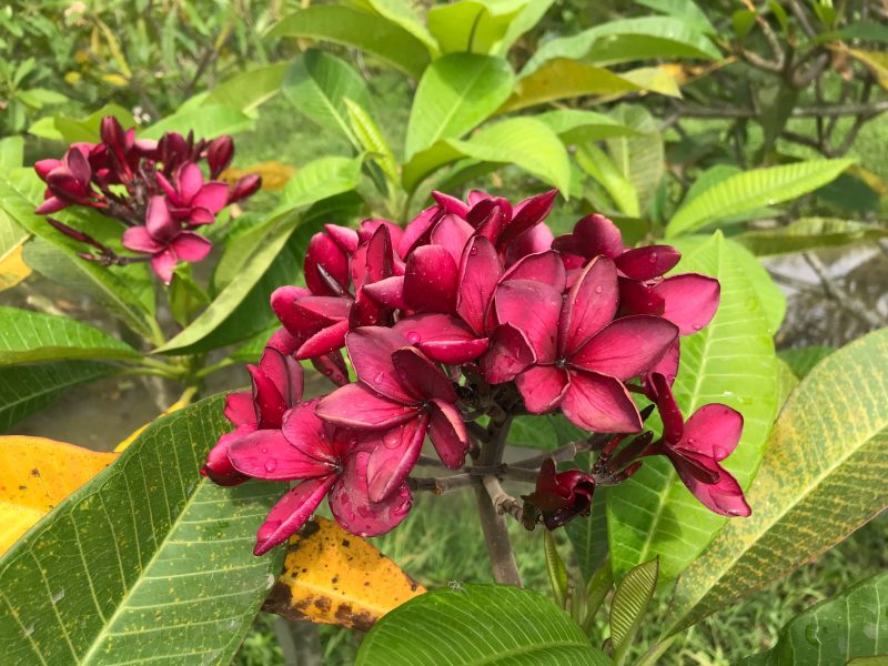 Black Ruby (JL) - Image 2