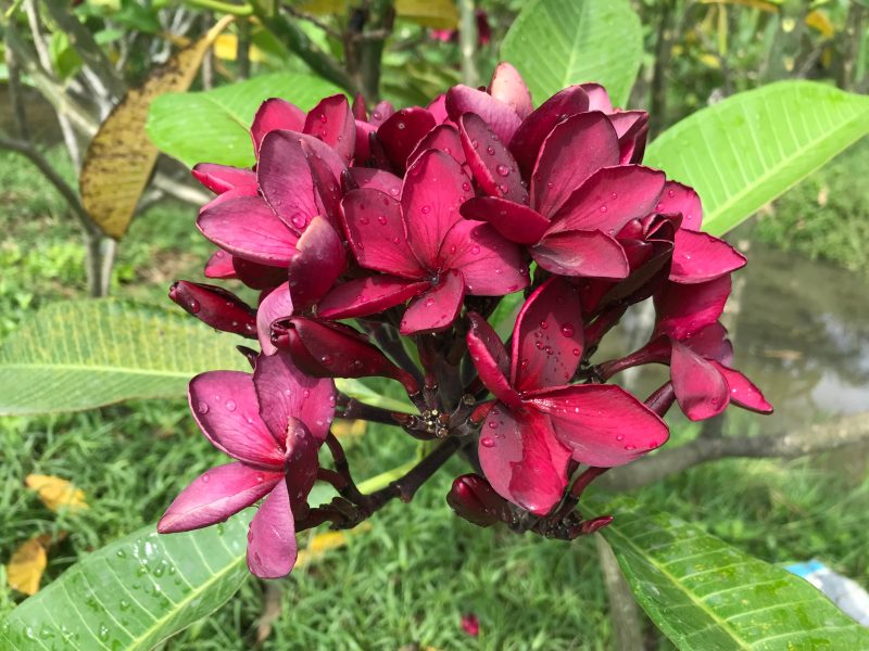 Black Ruby (JL)
