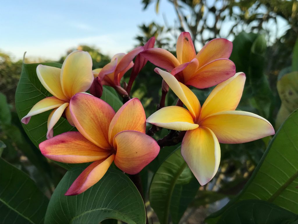 Jefferson Gold (JL) Brad's Buds and Blooms