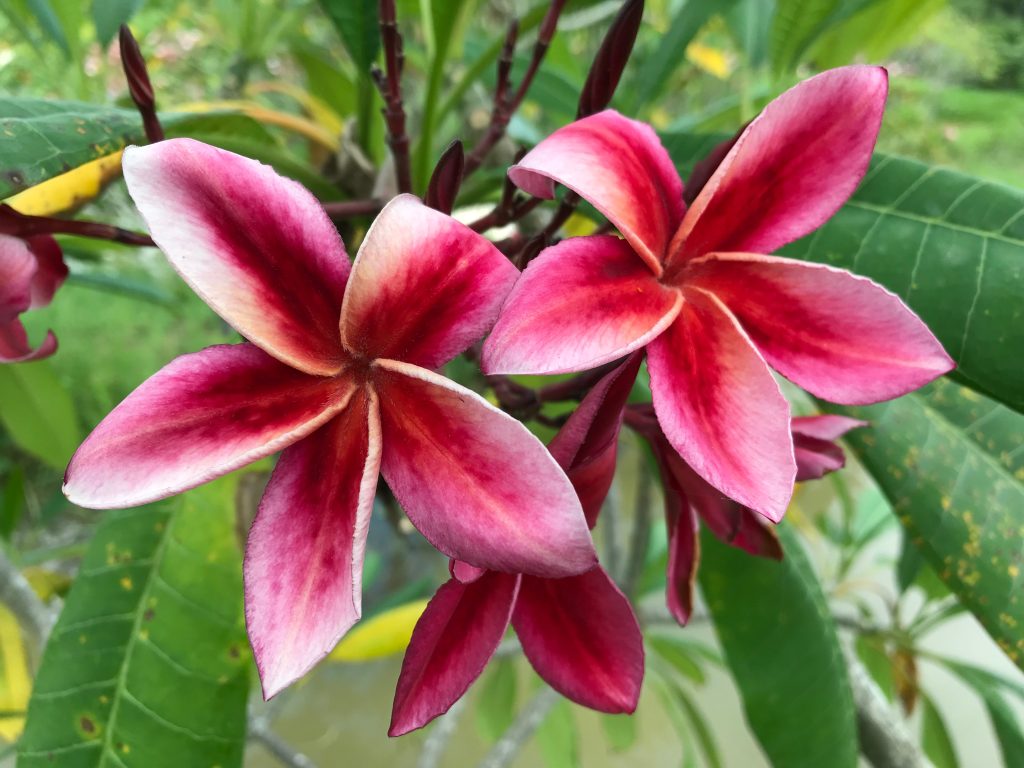 Tropic Lightning (JL) Brad's Buds and Blooms