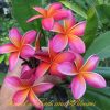 Kaneohe Sunburst – Lithia Acres