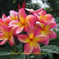 Kaneohe Sunrise- 5 seeds- RARE