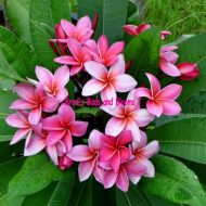 Kimi Moragne- RARE- 5 seeds