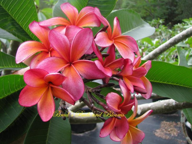Kona Hybrid