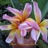 Leela/Rainbow Starburst