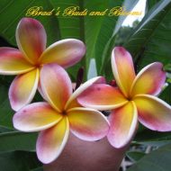 Nebel's Rainbow- 5 seeds