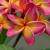 Lunar Eclipse- An Exclusive Beauty From Kukiat! - Image 3