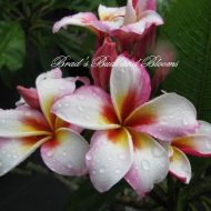 Madame Rainbow- 5 Seeds--RARE!