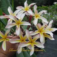 Madame Poni- 5 Seeds