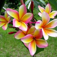 Madeira- a brilliant rainbow- 5 seeds