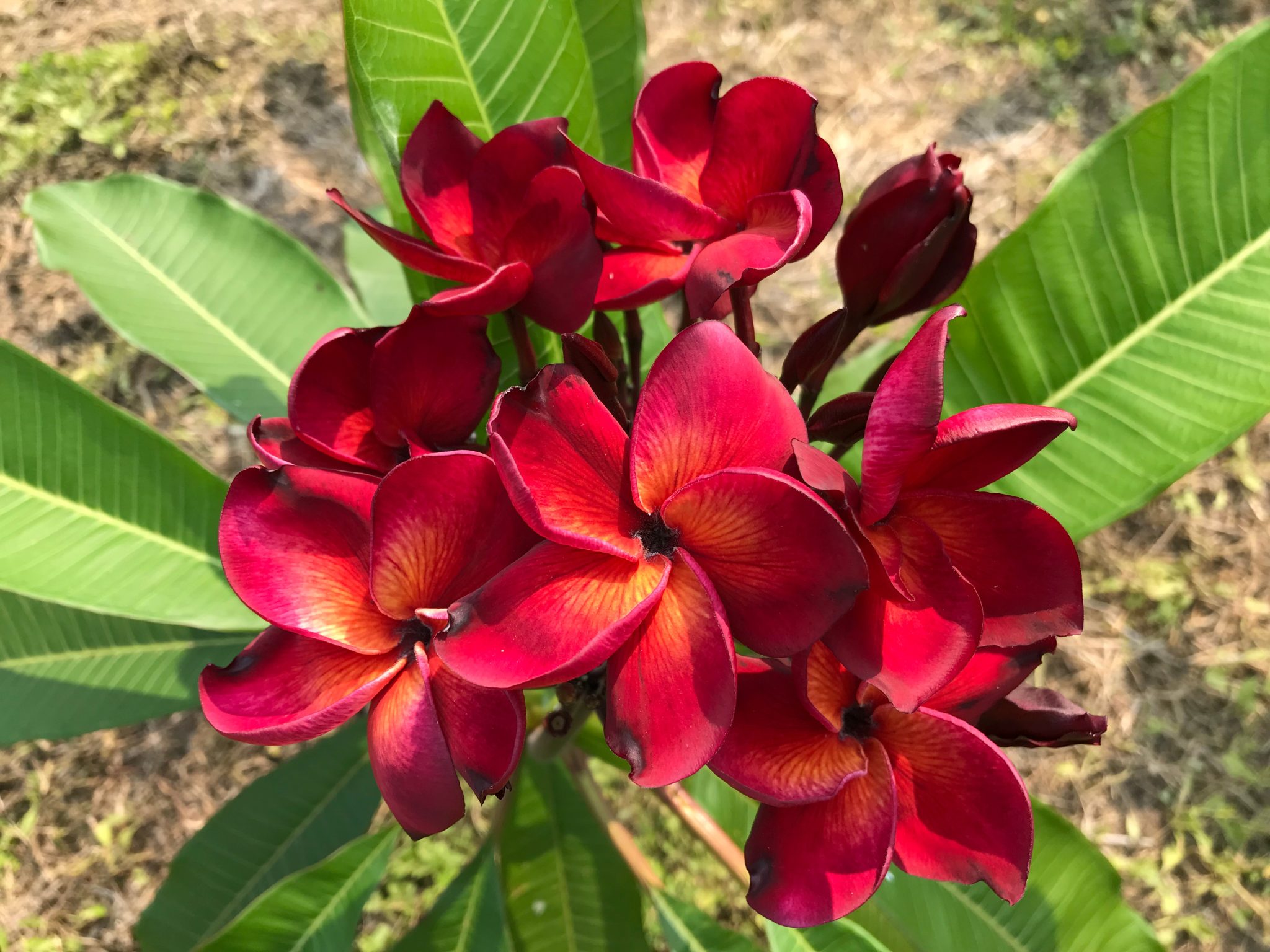 Mandarina a beauty! Brad's Buds and Blooms