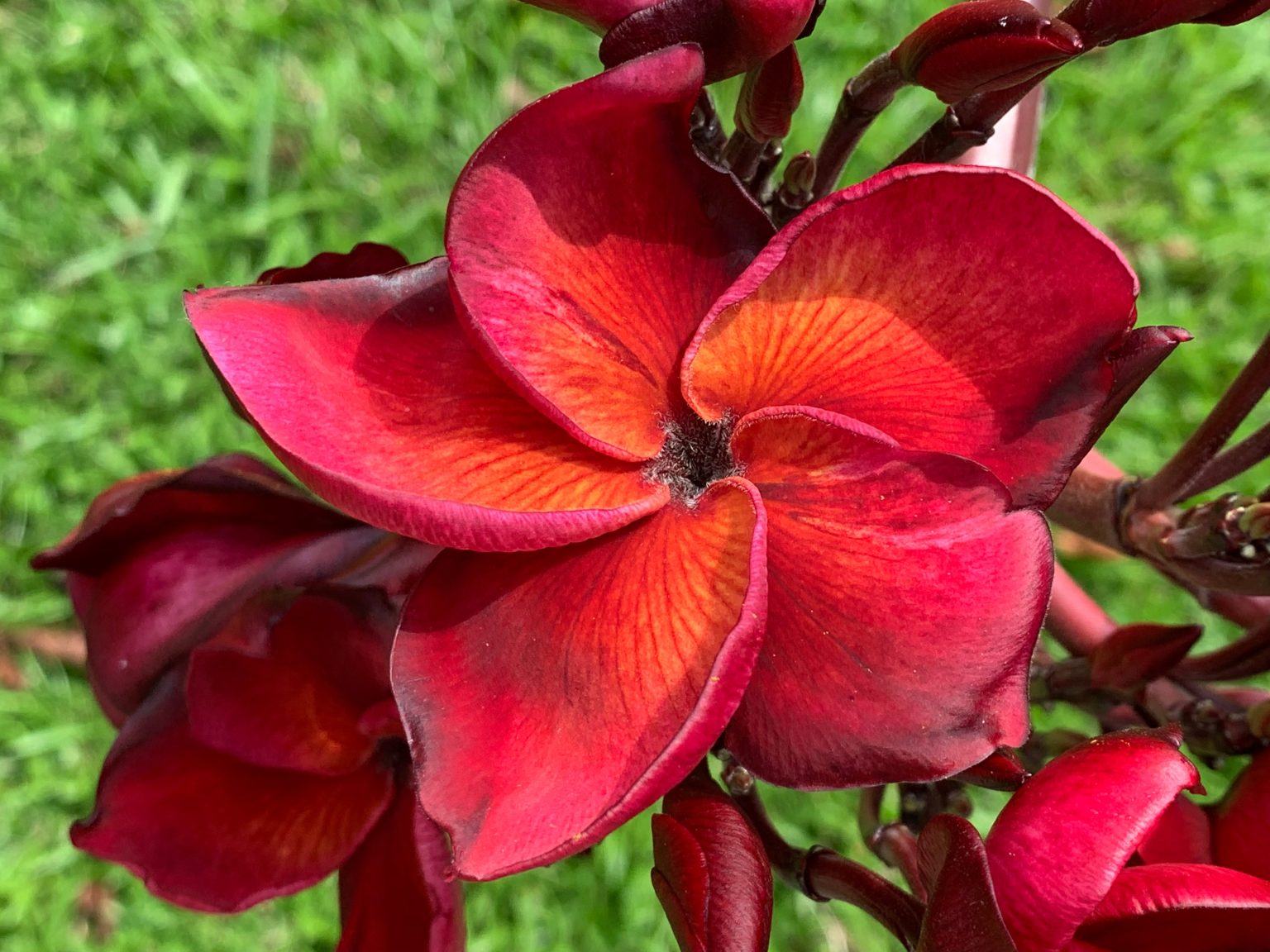 Mandarina a beauty! Brad's Buds and Blooms