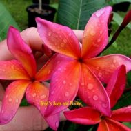 Mango Blush- 5 Seeds  RARE & LIMITED!