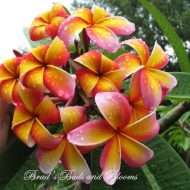 Mango Magic- Rare and Limited--5 Seeds