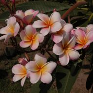 Marino's Rainbow- 5 seeds- scarce!