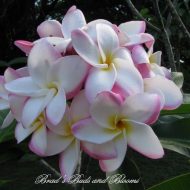 Mary Helen Eggenberger- 30 Seeds